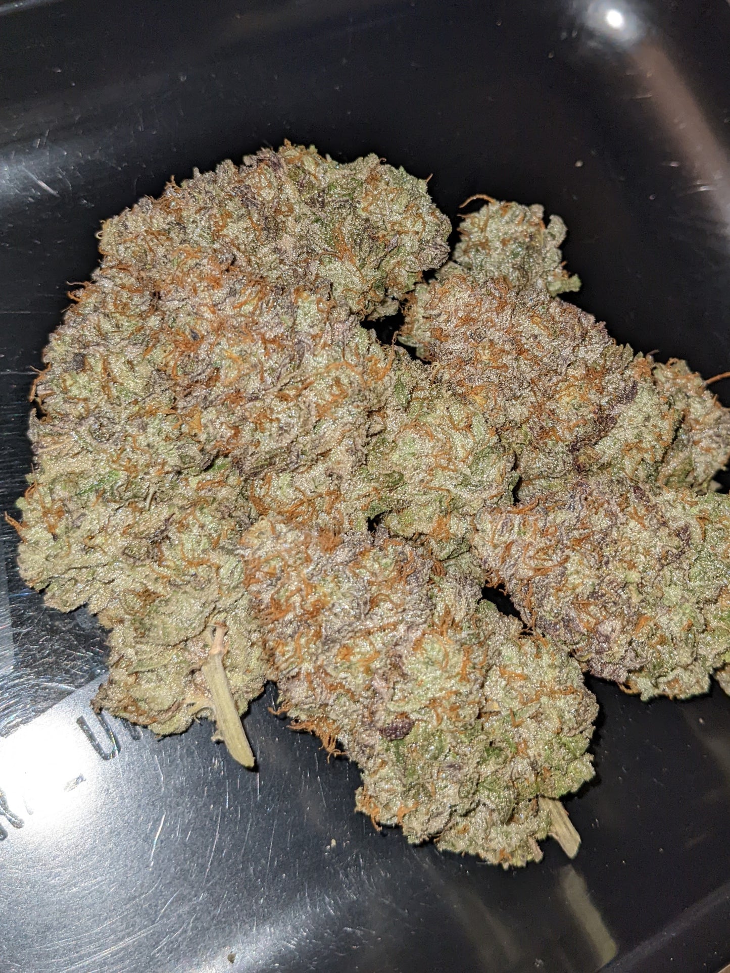 OGKZ (Humboldt Seed Organization)