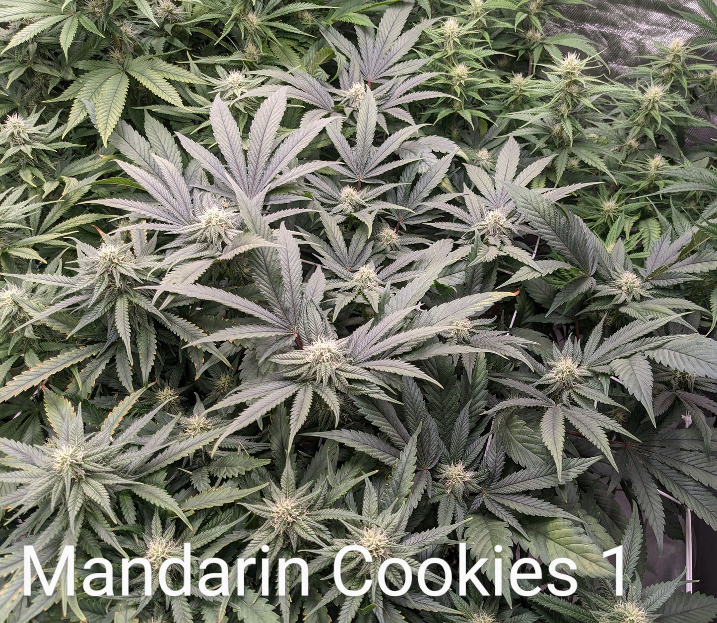 Mandarin Cookies (Ethos Genetics)