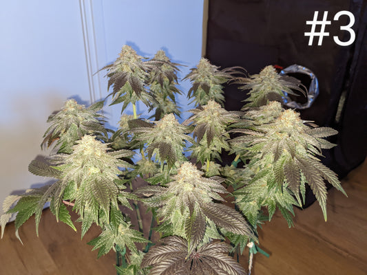 OGKZ (Humboldt Seed Organization)