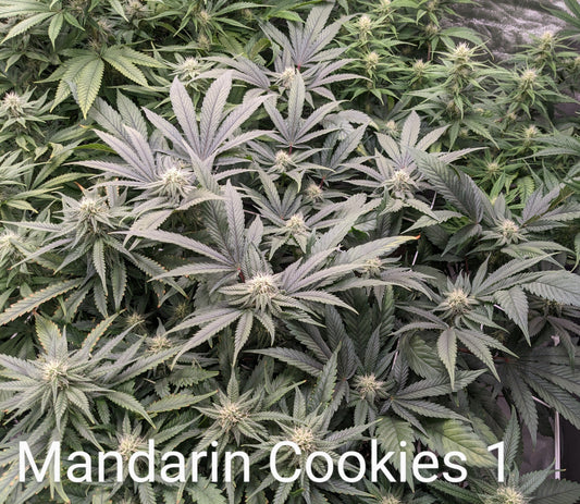 Mandarin Cookies (Ethos Genetics)