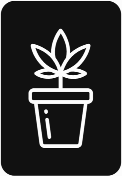 Cannabis Buds